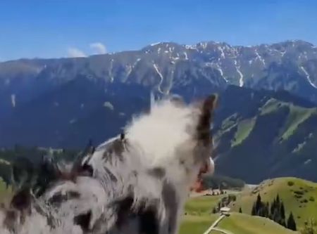 ▲▼百萬粉網紅邊牧遭狗販殺害。（圖／翻攝自微博）