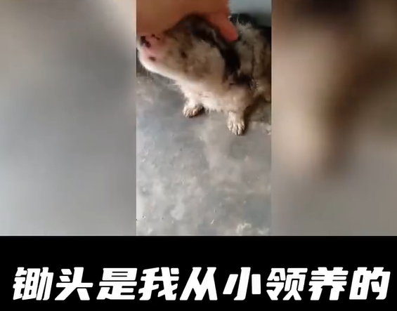 ▲「鋤頭」已有10歲。（圖／翻攝自微博，上同）