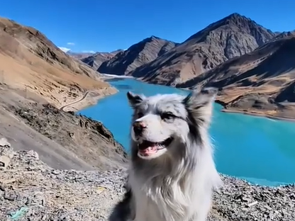 ▲▼百萬粉網紅邊牧遭狗販殺害。（圖／翻攝自微博）