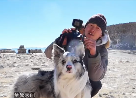 ▲▼百萬粉網紅邊牧遭狗販殺害。（圖／翻攝自微博）