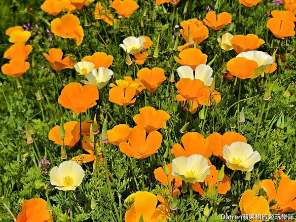 ▲▼長瀞花の里。（圖／部落客DARREN蘋果樹旅遊玩樂誌授權提供）