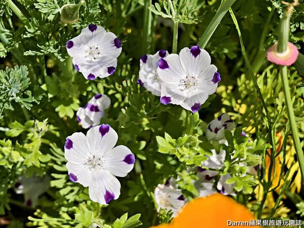 ▲▼長瀞花の里。（圖／部落客DARREN蘋果樹旅遊玩樂誌授權提供）