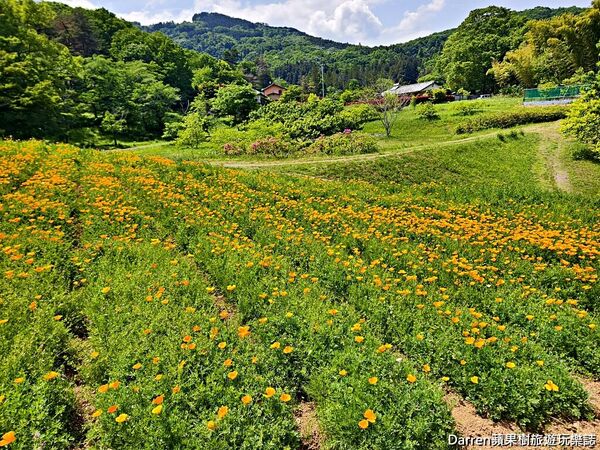 ▲▼長瀞花の里。（圖／部落客DARREN蘋果樹旅遊玩樂誌授權提供）