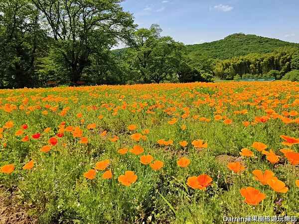 ▲▼長瀞花の里。（圖／部落客DARREN蘋果樹旅遊玩樂誌授權提供）
