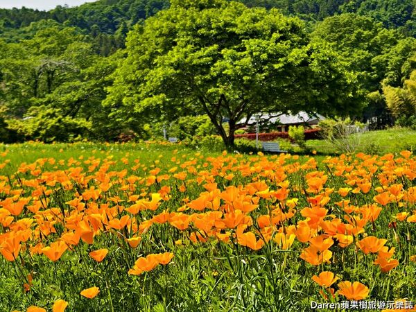 ▲▼長瀞花の里。（圖／部落客DARREN蘋果樹旅遊玩樂誌授權提供）