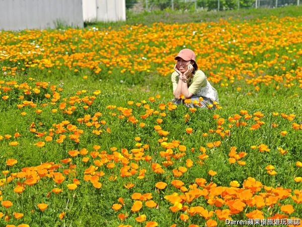▲▼長瀞花の里。（圖／部落客DARREN蘋果樹旅遊玩樂誌授權提供）