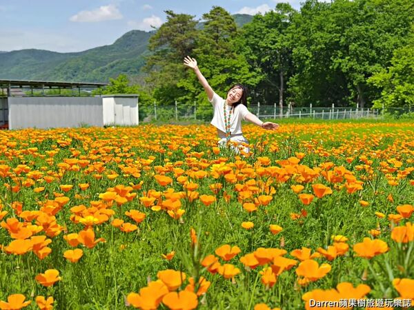 ▲▼長瀞花の里。（圖／部落客DARREN蘋果樹旅遊玩樂誌授權提供）