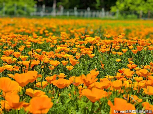 ▲▼長瀞花の里。（圖／部落客DARREN蘋果樹旅遊玩樂誌授權提供）