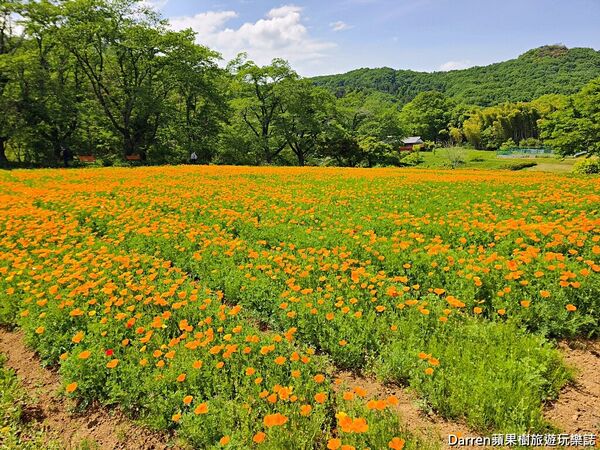 ▲▼長瀞花の里。（圖／部落客DARREN蘋果樹旅遊玩樂誌授權提供）