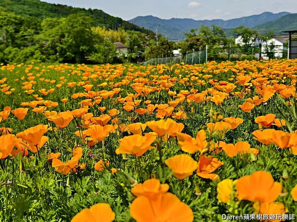 ▲▼長瀞花の里。（圖／部落客DARREN蘋果樹旅遊玩樂誌授權提供）