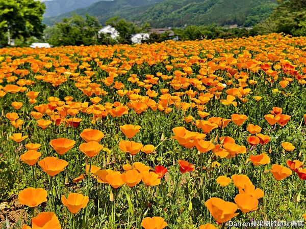 ▲▼長瀞花の里。（圖／部落客DARREN蘋果樹旅遊玩樂誌授權提供）