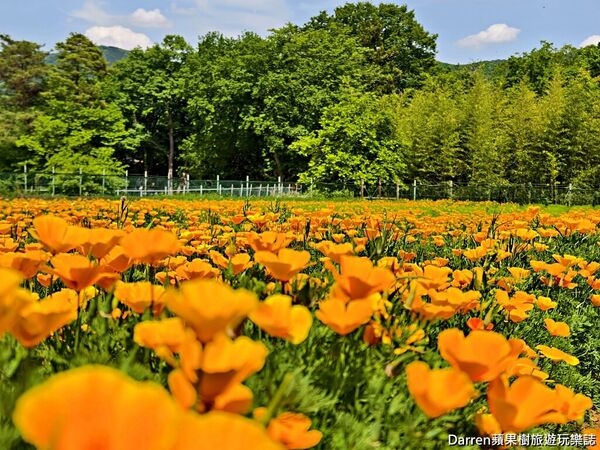 ▲▼長瀞花の里。（圖／部落客DARREN蘋果樹旅遊玩樂誌授權提供）