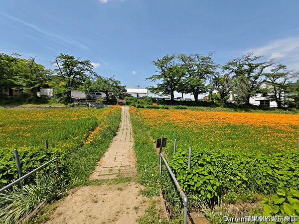 ▲▼長瀞花の里。（圖／部落客DARREN蘋果樹旅遊玩樂誌授權提供）
