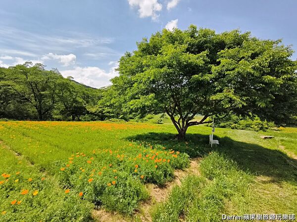 ▲▼長瀞花の里。（圖／部落客DARREN蘋果樹旅遊玩樂誌授權提供）