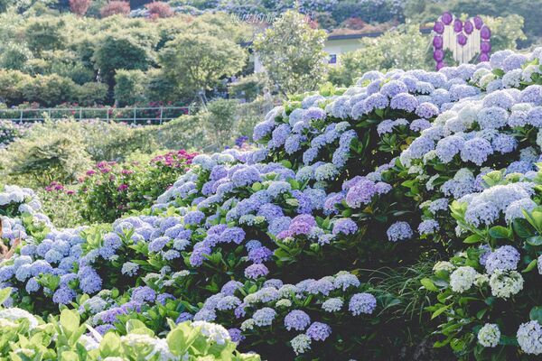 ▲▼曹家花田香。（圖／部落客黑皮的旅遊筆記授權提供）