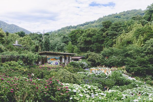 ▲▼曹家花田香。（圖／部落客黑皮的旅遊筆記授權提供）