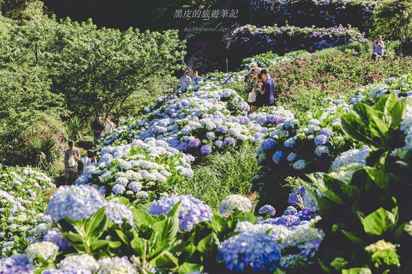 ▲▼曹家花田香。（圖／部落客黑皮的旅遊筆記授權提供）