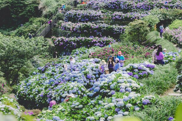 ▲▼曹家花田香。（圖／部落客黑皮的旅遊筆記授權提供）