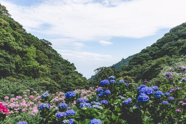 ▲▼曹家花田香。（圖／部落客黑皮的旅遊筆記授權提供）