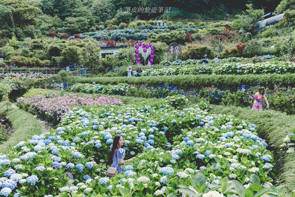 ▲▼曹家花田香。（圖／部落客黑皮的旅遊筆記授權提供）