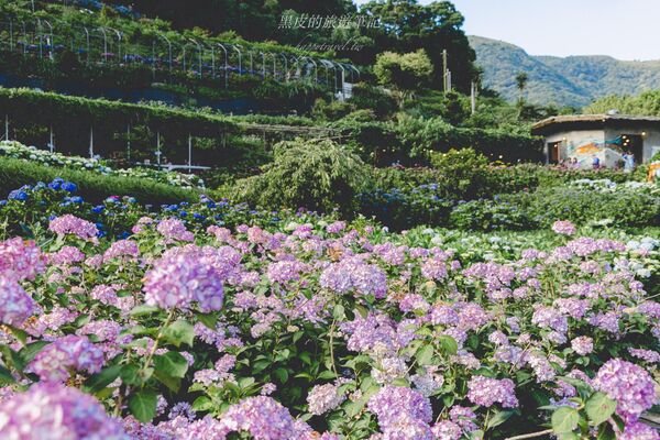 ▲▼曹家花田香。（圖／部落客黑皮的旅遊筆記授權提供）