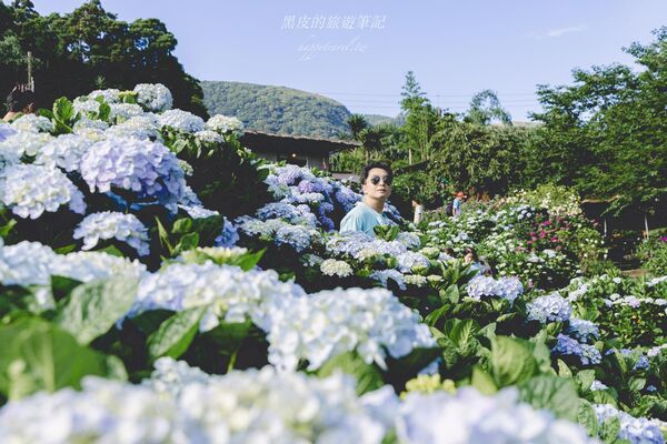 ▲▼曹家花田香。（圖／部落客黑皮的旅遊筆記授權提供）