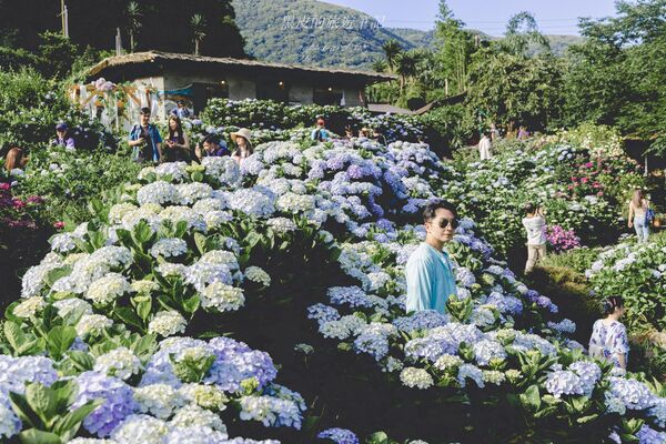 ▲▼曹家花田香。（圖／部落客黑皮的旅遊筆記授權提供）