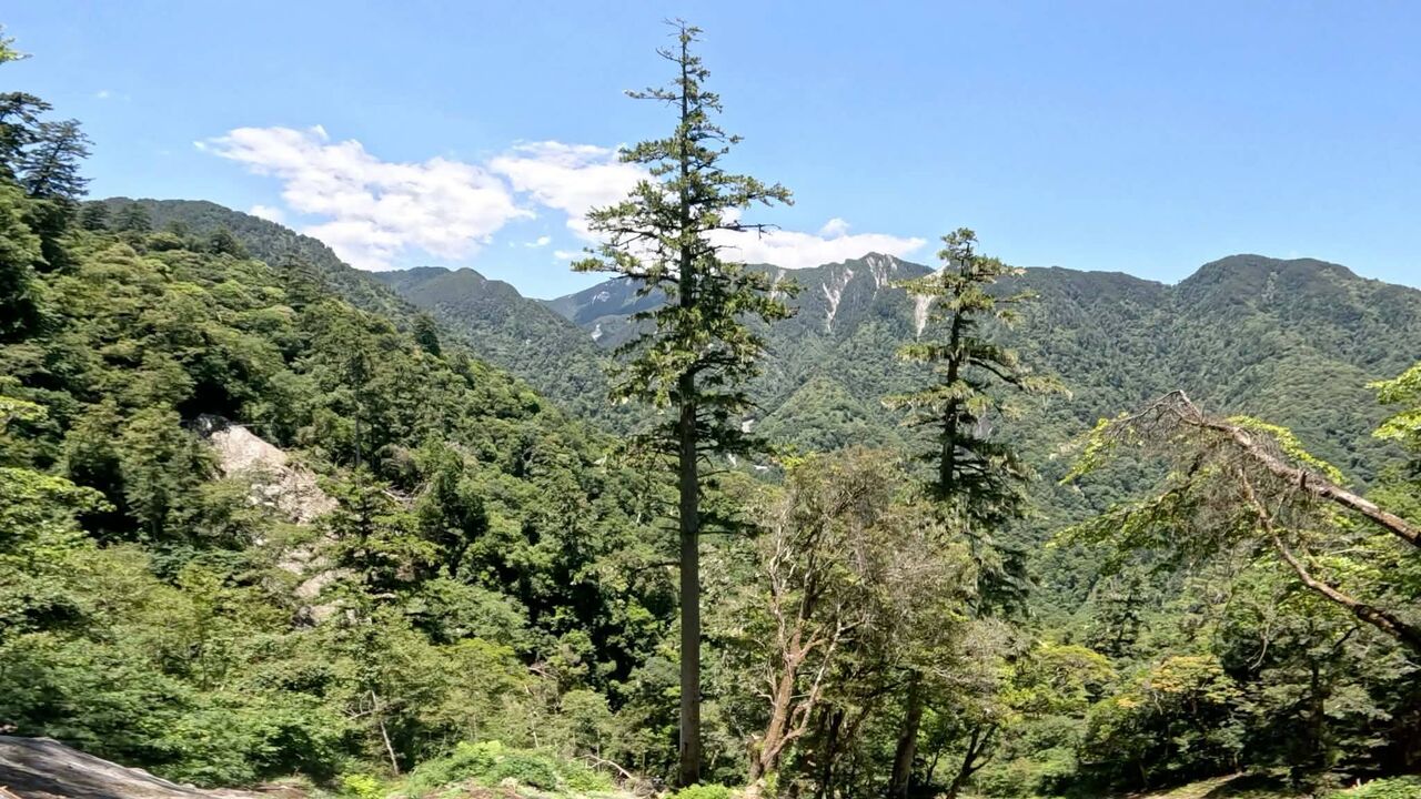 神木之島未曝光故事!徐嘉君攀巨木見飛鼠滑翔:彷彿看到摯友靈魂