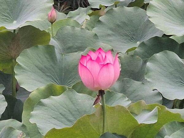 ▲北投公園的荷花陸續綻放。（圖／公園處提供）