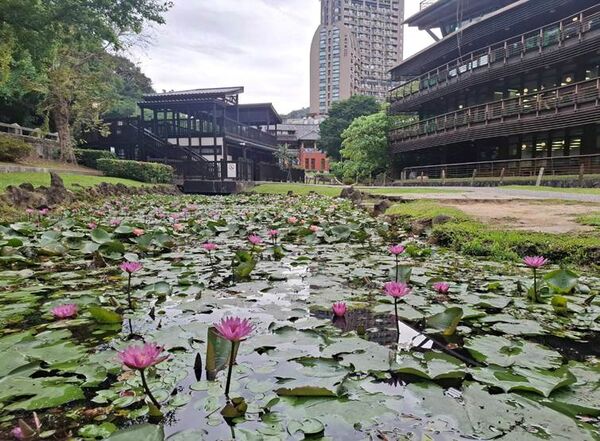 ▲北投公園的荷花陸續綻放。（圖／公園處提供）