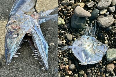 日本海邊再現怪魚！「大眼獠牙」細長如蛇　網恐慌：又是地震魚？