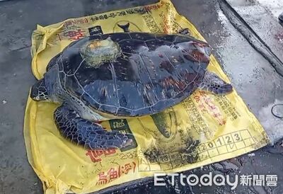 巨龜擱淺彰化福寶蚵道！身上有簡體字儀器　民眾急救援