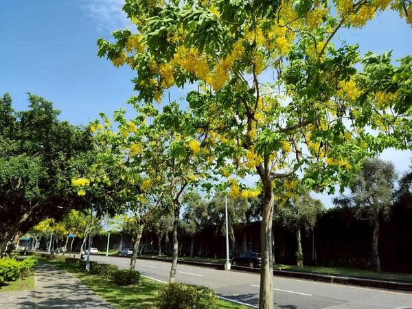 ▲▼北市多處阿勃勒已進入最佳觀賞期。（圖／北市公園處提供）