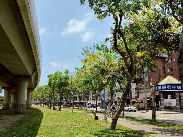 ▲▼北市多處阿勃勒已進入最佳觀賞期。（圖／北市公園處提供）