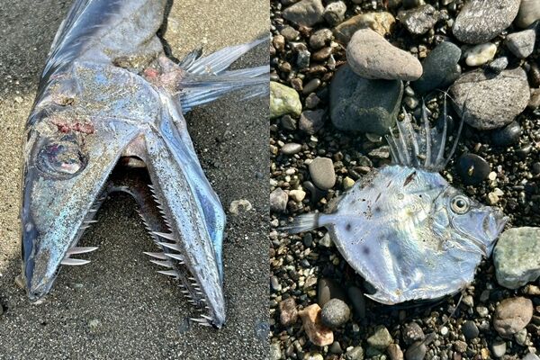 日本海邊再現怪魚!「大眼獠牙」細長如蛇 網恐慌:又是地震魚?