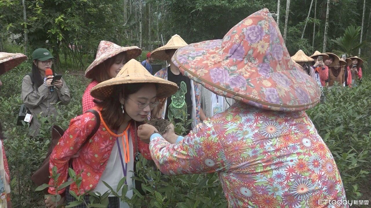 19國180國際交換生走進竹山茶鄉 親採親揉體驗茶文化魅力