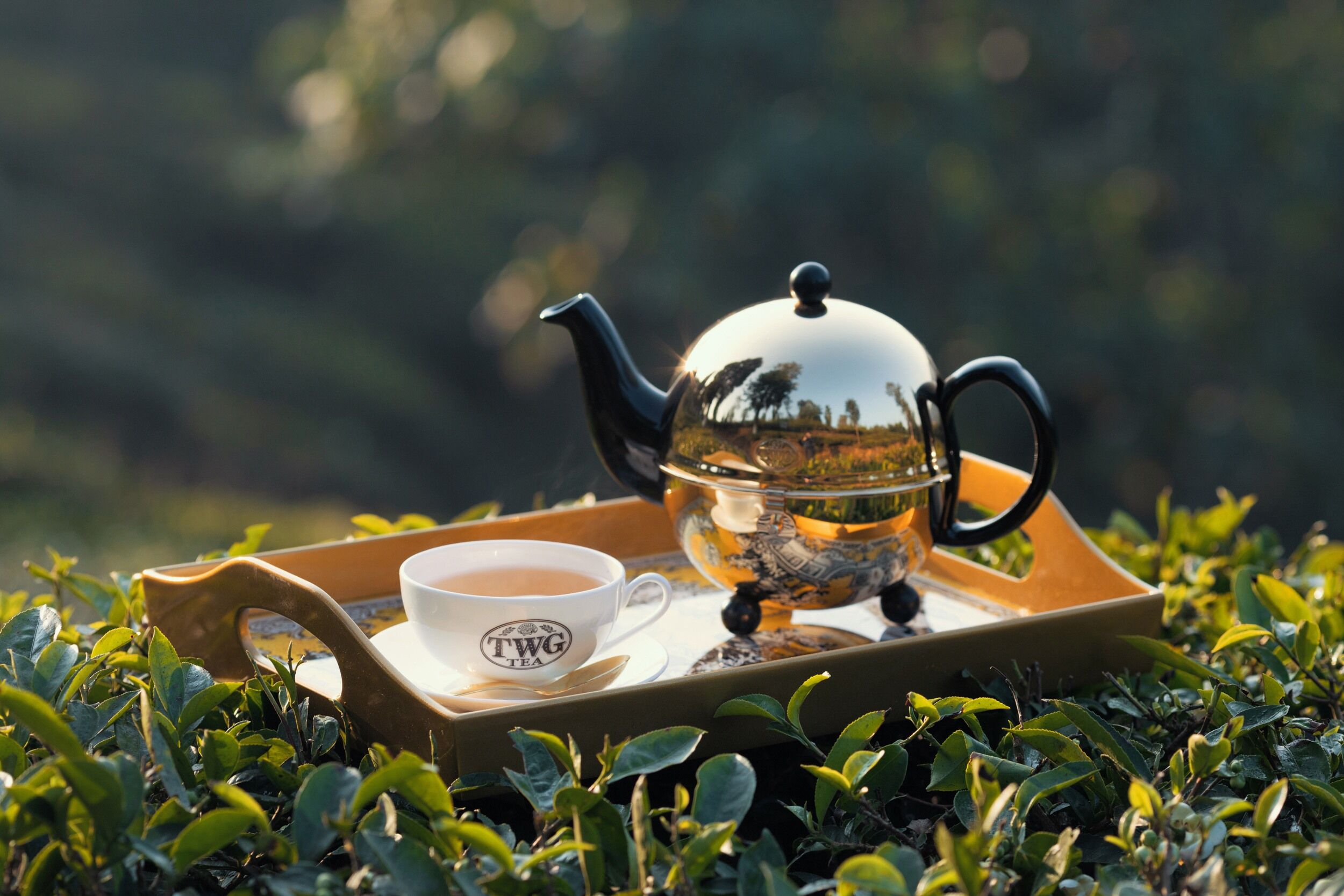 ▲TWG頂級「大吉嶺春摘茗茶」台灣登場。（圖／品牌提供）