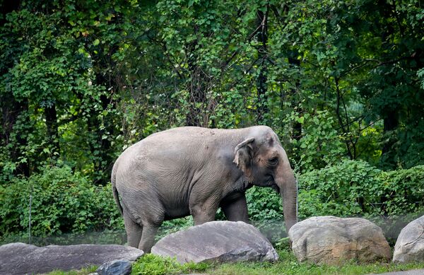 美國紐約布朗克斯動物園(Bronx Zoo)高智慧大象Happy逝世。（圖／達志影像／美聯社）