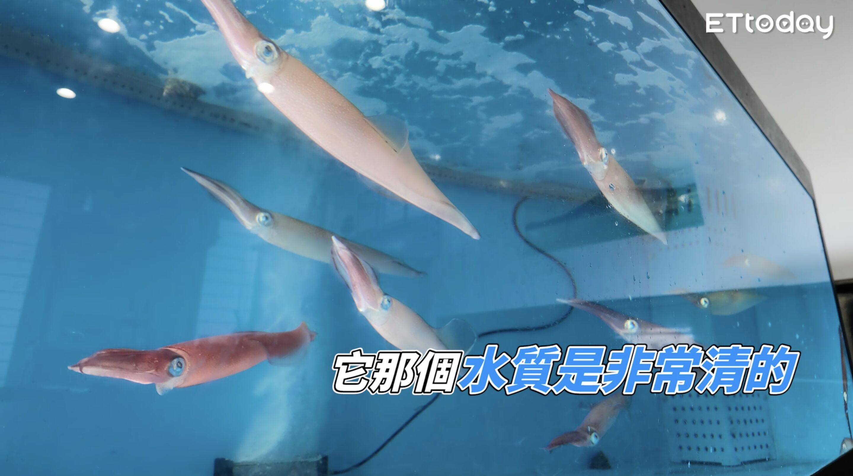▲▼樂天旅遊APP,優惠,SUPER SALE,日本,福岡,Fred,蛇丸。（圖／翻攝自影片）