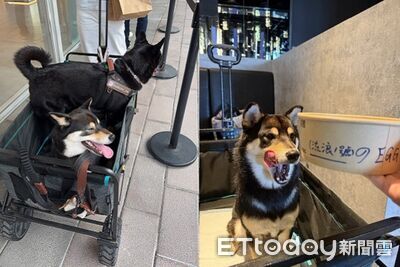 叛逆黑柴「逃家逛百貨」裝備全甩掉！　被攔截還爽吃炒蛋0悔意