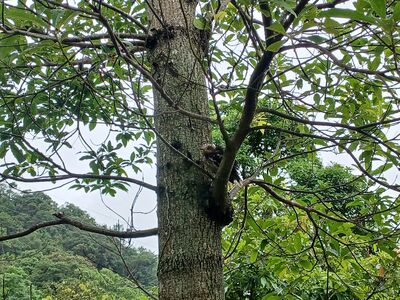幼鳥誤遭口罩耳帶纏繞受困　新北動保處即刻救援助脫險