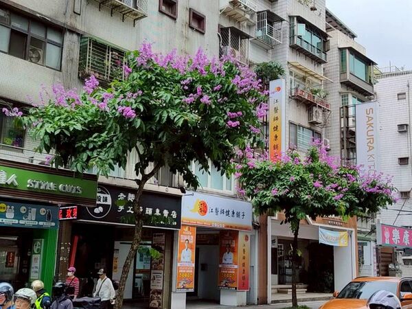 ▲大花紫薇主要分布於民權東路六段、成功路三至五段、內湖路一段、文德路、港墘路及瑞光路等路段。（圖／公園處提供）