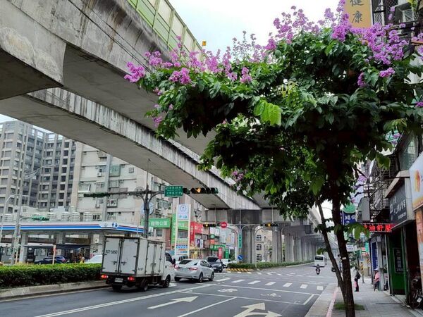 ▲大花紫薇主要分布於民權東路六段、成功路三至五段、內湖路一段、文德路、港墘路及瑞光路等路段。（圖／公園處提供）