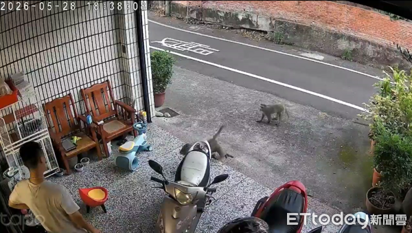 ▲▼雲林林內猴群氾濫。（圖／記者游瓊華翻攝）