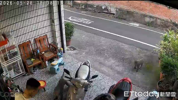 ▲▼雲林林內猴群氾濫。（圖／記者游瓊華翻攝）