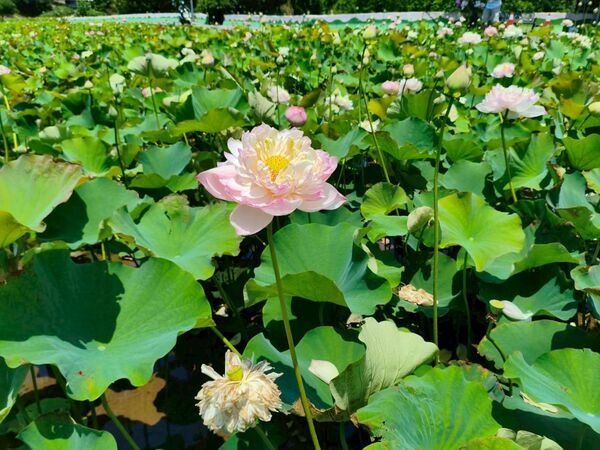 ▲▼雙溪上林荷花田目前花況約2成，預計6月中旬進入最佳觀賞期；三芝山豬堀的牡丹蓮。（圖／翻攝自賞花快報）