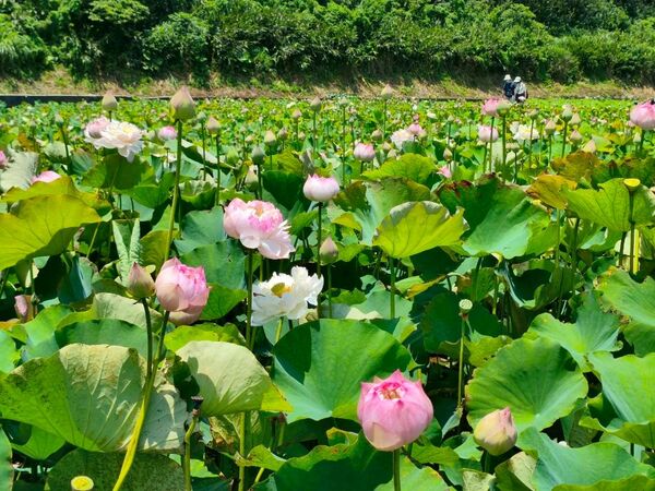 ▲▼雙溪上林荷花田目前花況約2成，預計6月中旬進入最佳觀賞期；三芝山豬堀的牡丹蓮。（圖／翻攝自賞花快報）
