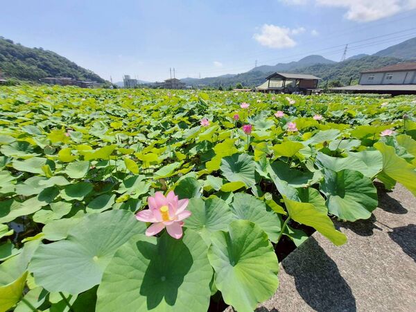 ▲▼雙溪上林荷花田目前花況約2成，預計6月中旬進入最佳觀賞期；三芝山豬堀的牡丹蓮。（圖／翻攝自賞花快報）