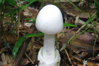 白色野菇藏劇毒！2泰男吃下肚「狂吐慘死」　官員警告：無藥可解