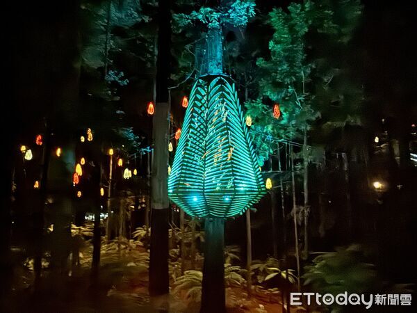 ▲紅木夜間燈光步道（Redwoods Nightlights Treewalk）距離羅托魯瓦市區僅5分鐘車程,紅木夜間燈光步道,紅木森林,紐西蘭景點。（圖／記者彭懷玉攝）